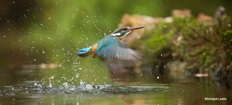 UNE 7e FORET PRESERVEE !