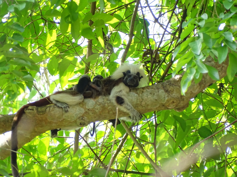 Une surprise en forêt : Naissance de jumeaux chez les tamarins pinchés !