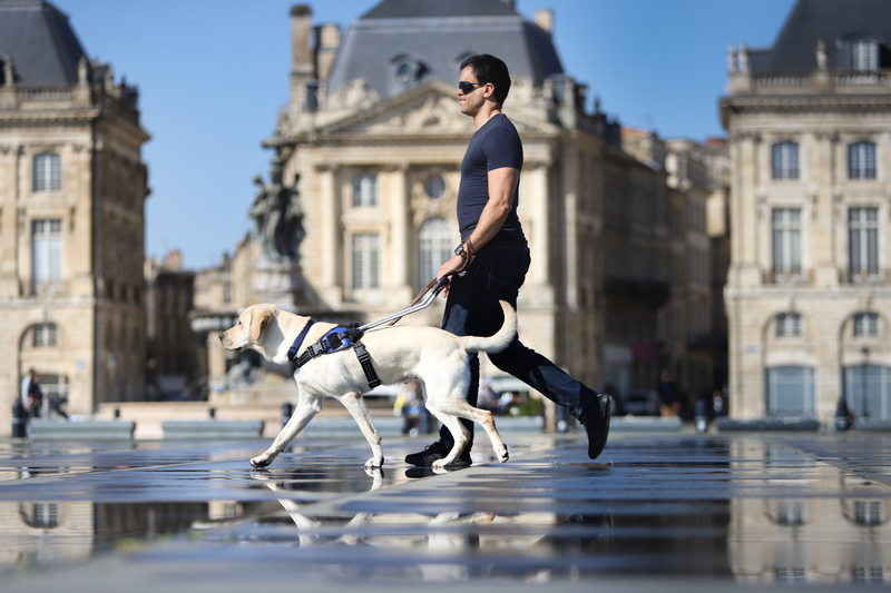 En 2025, 20 chiens guides ont été confiés gratuitement !!