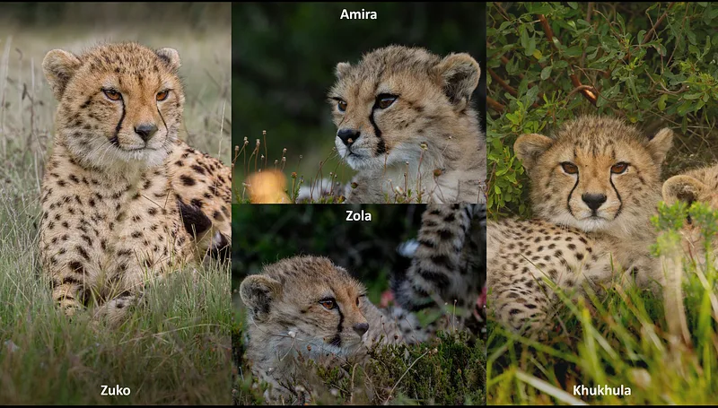 A new chapter for Nkanyiso, her offspring and our Cheetah Champions