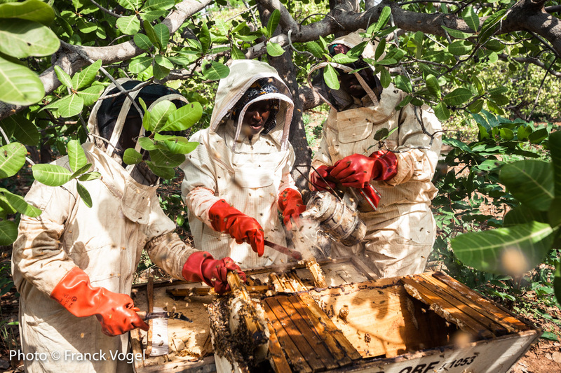 Former les femmes rurales à l'apiculture