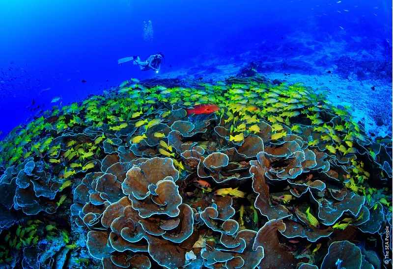Protecting coral reefs in Indonesia