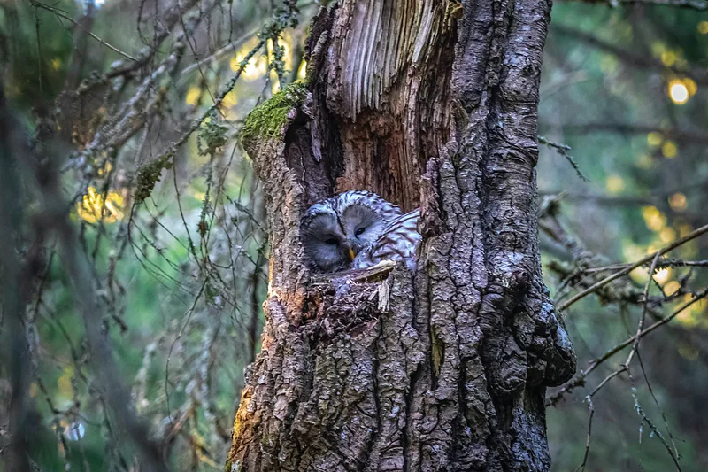 Protecting France's forests