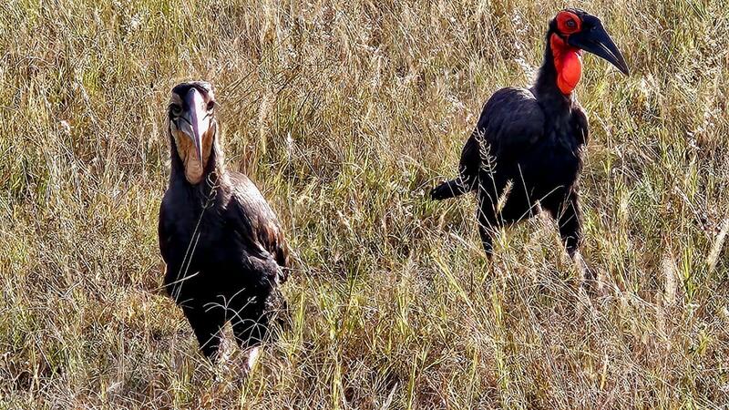 7 calaos de Leadbeater réintroduits !