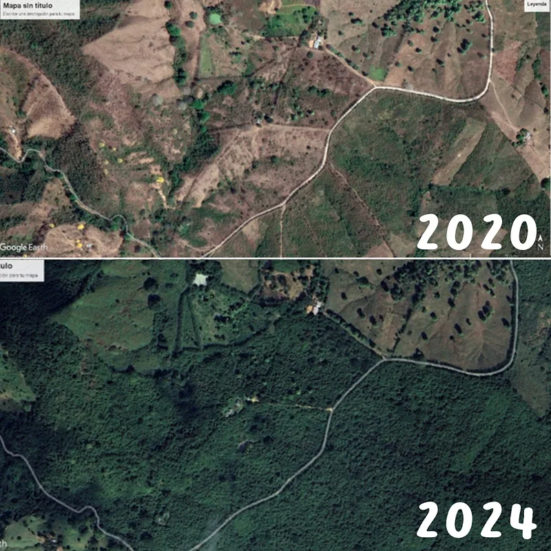 Une forêt qui grandit pour les tamarins pinchés