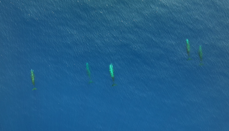 Des nouvelles du Blue Panda en 2025 !