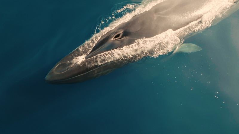 Des nouvelles du Blue Panda en 2025 !