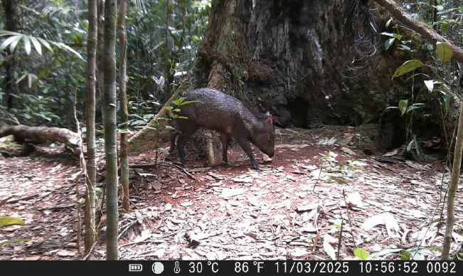 Puma et pécaris photographiés auprès des nids de harpies