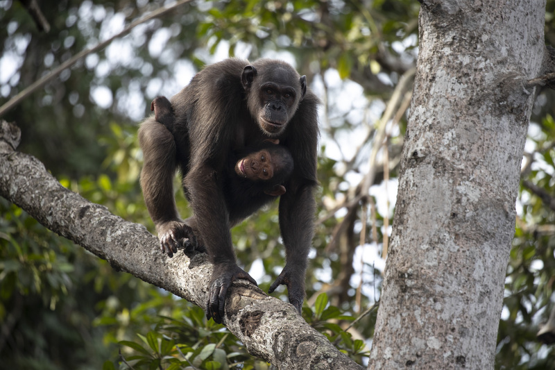 Recenser et préserver la biodiversité à Conkouati-Douli