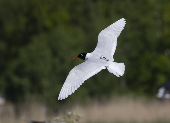 Des balises GPS pour suivre les mouettes