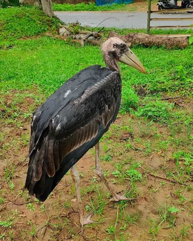 Un jeune marabout secouru en Inde