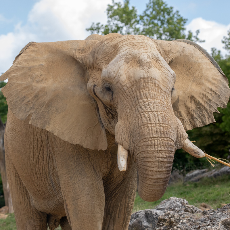 Et si les animaux détenaient des clés contre le cancer ?