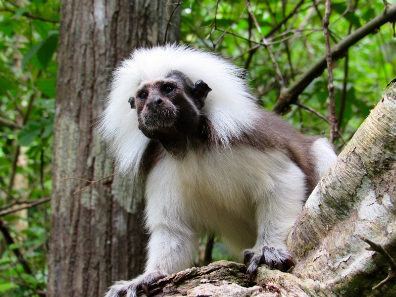 Restaurer l'habitat des tamarins pinchés