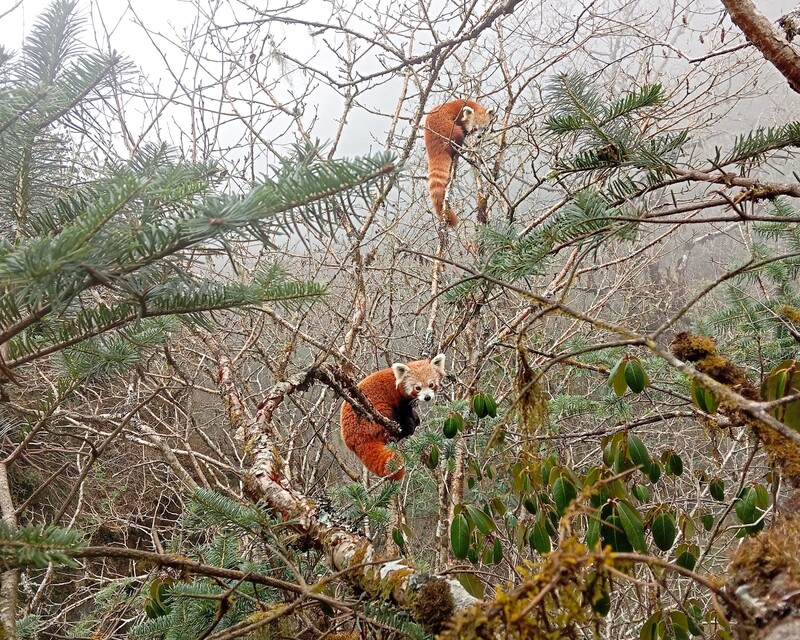 Portrait d’une héroïne de la forêt au Népal