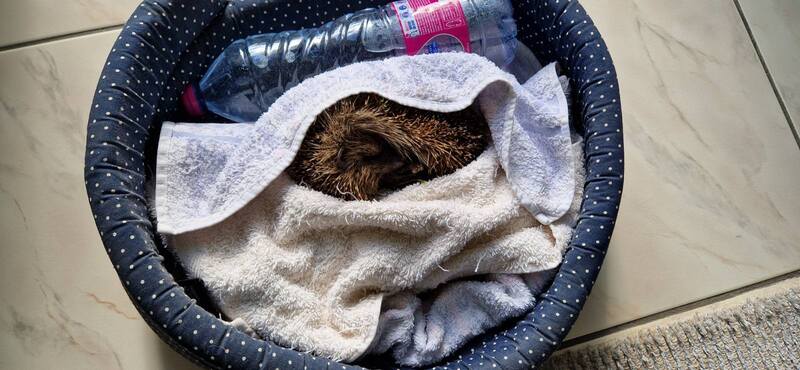25 personnes formées pour sauver les animaux sauvages, et vous ?