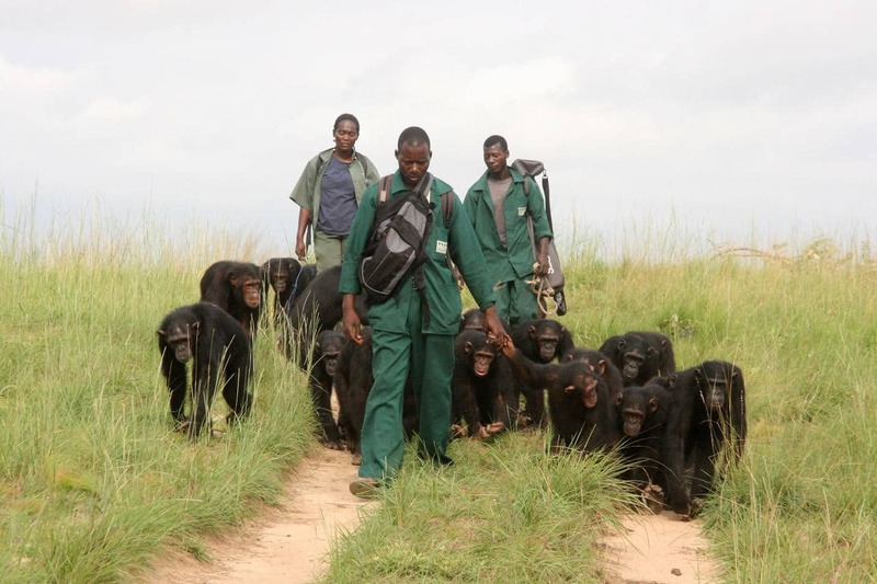 Happy holidays to those who keep Jane Goodall's legacy alive