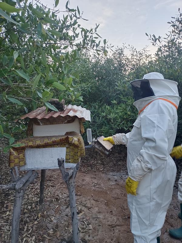 Formation apicole et mobilisation locale 🌱 